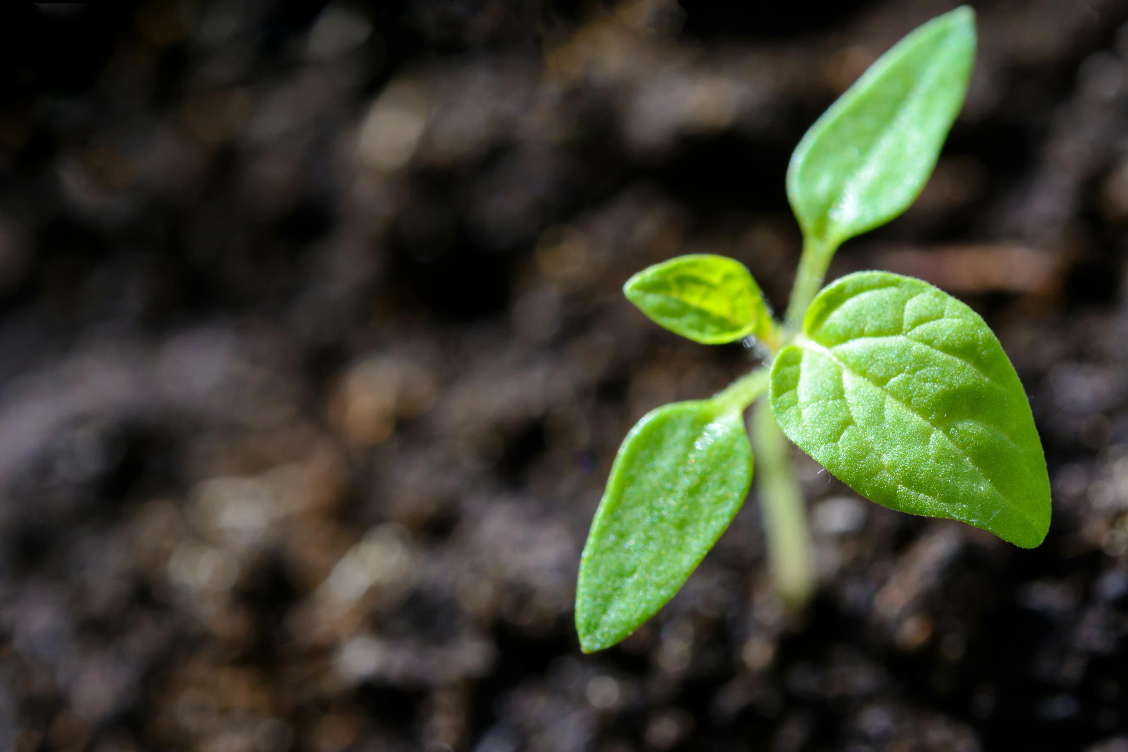 Growth and transformation symbolized by a plant - representing personal development through hypnotherapy